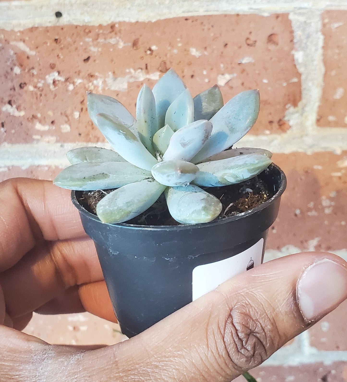 2.5" Sedeveria Lilac Mist