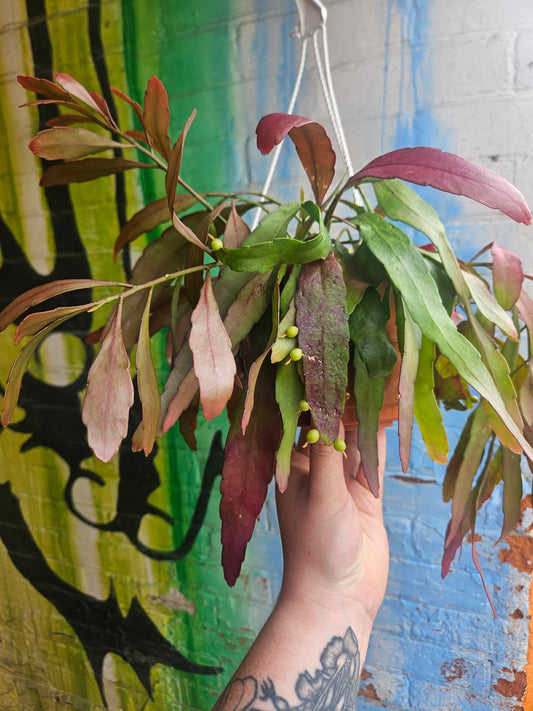 6" Pseudorhipsalis ramulosa