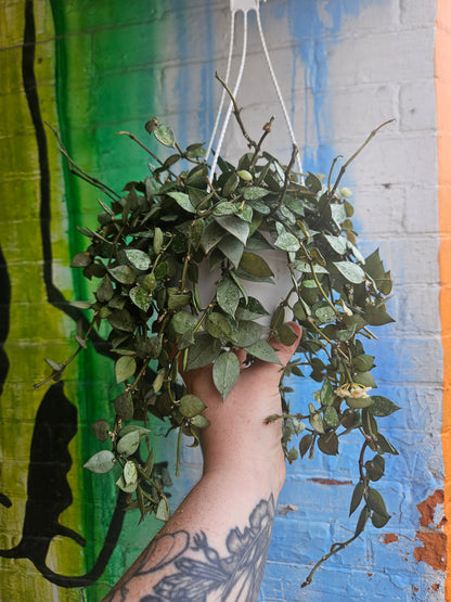 6" Hoya Krohniana Super Silver Hanging Basket