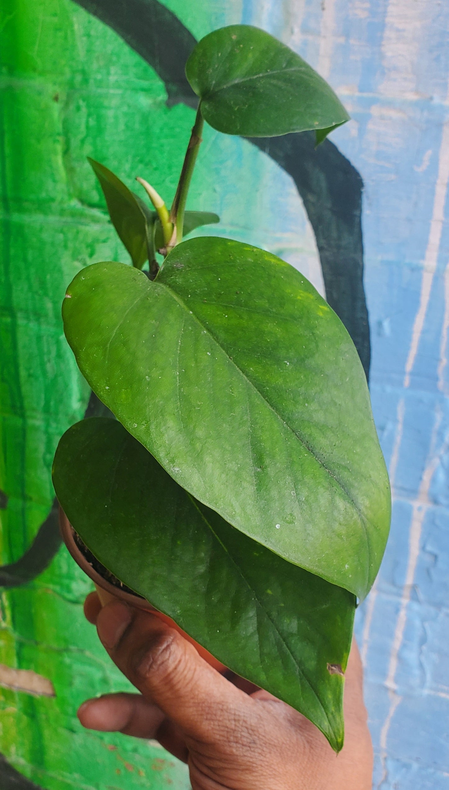 3.5" Pothos Golden