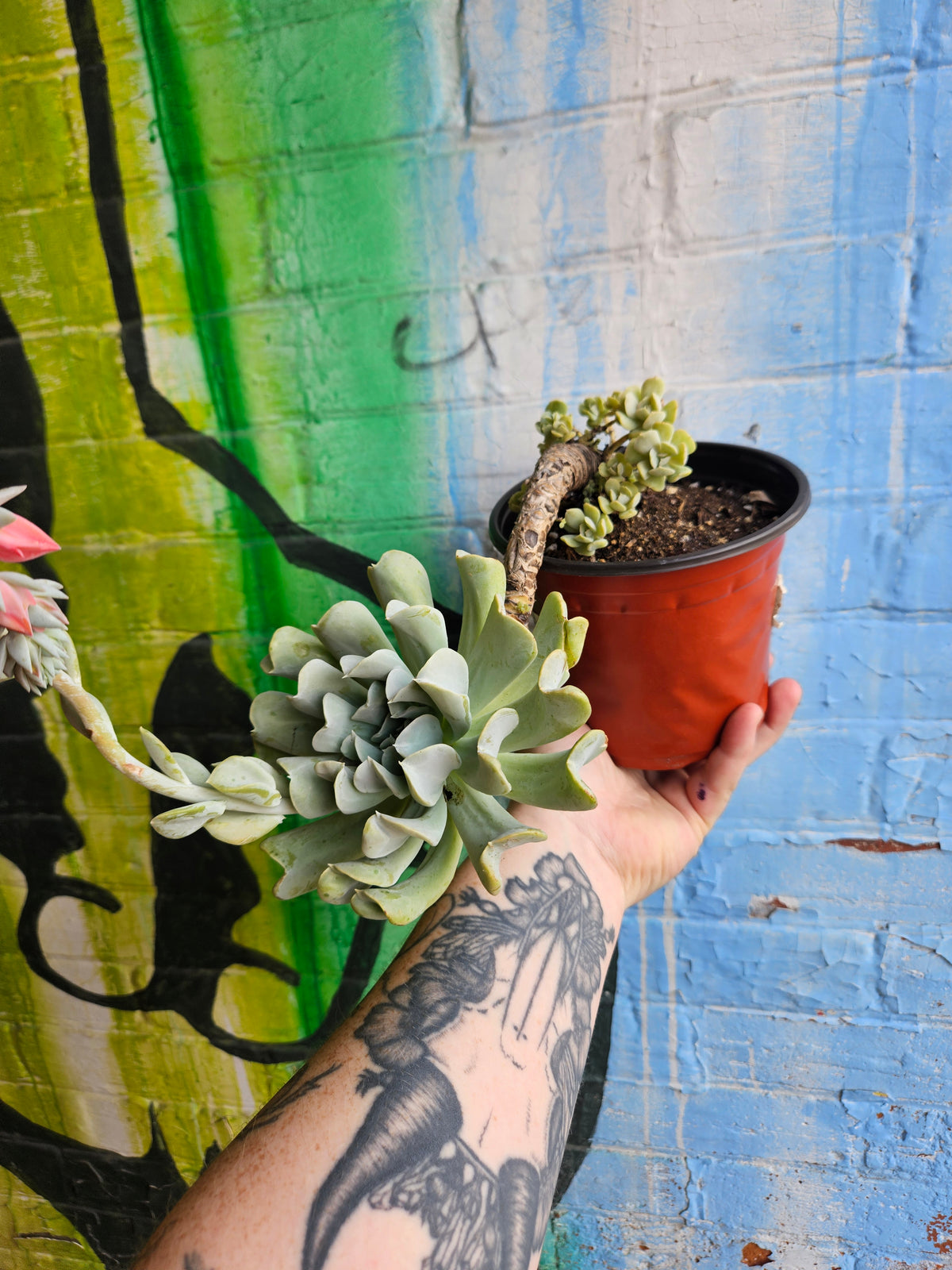 6" Echeveria Runyonii Topsy-Turvy