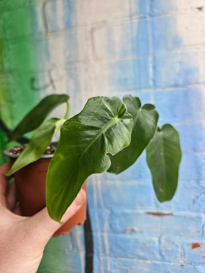 3.5" Philodendron Bob Cee
