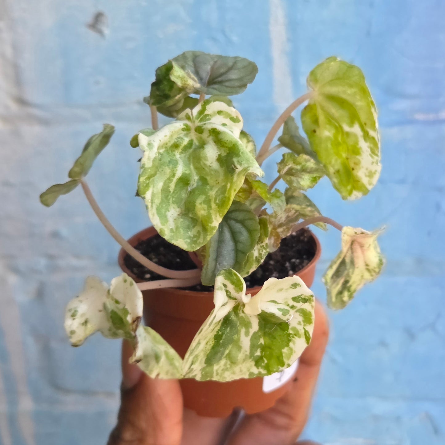 2.5" Peperomia Ripple Variegated
