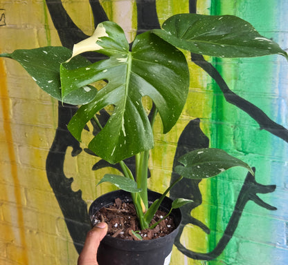 6” Monstera Thai Constellation