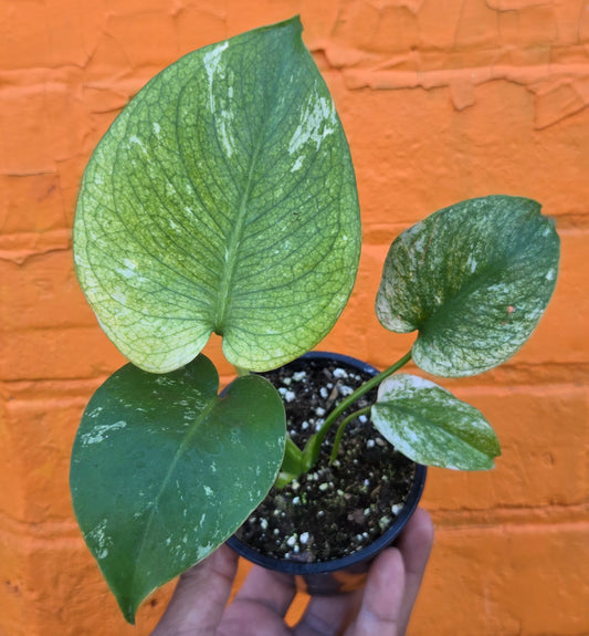 3.5” Monstera White Monster
