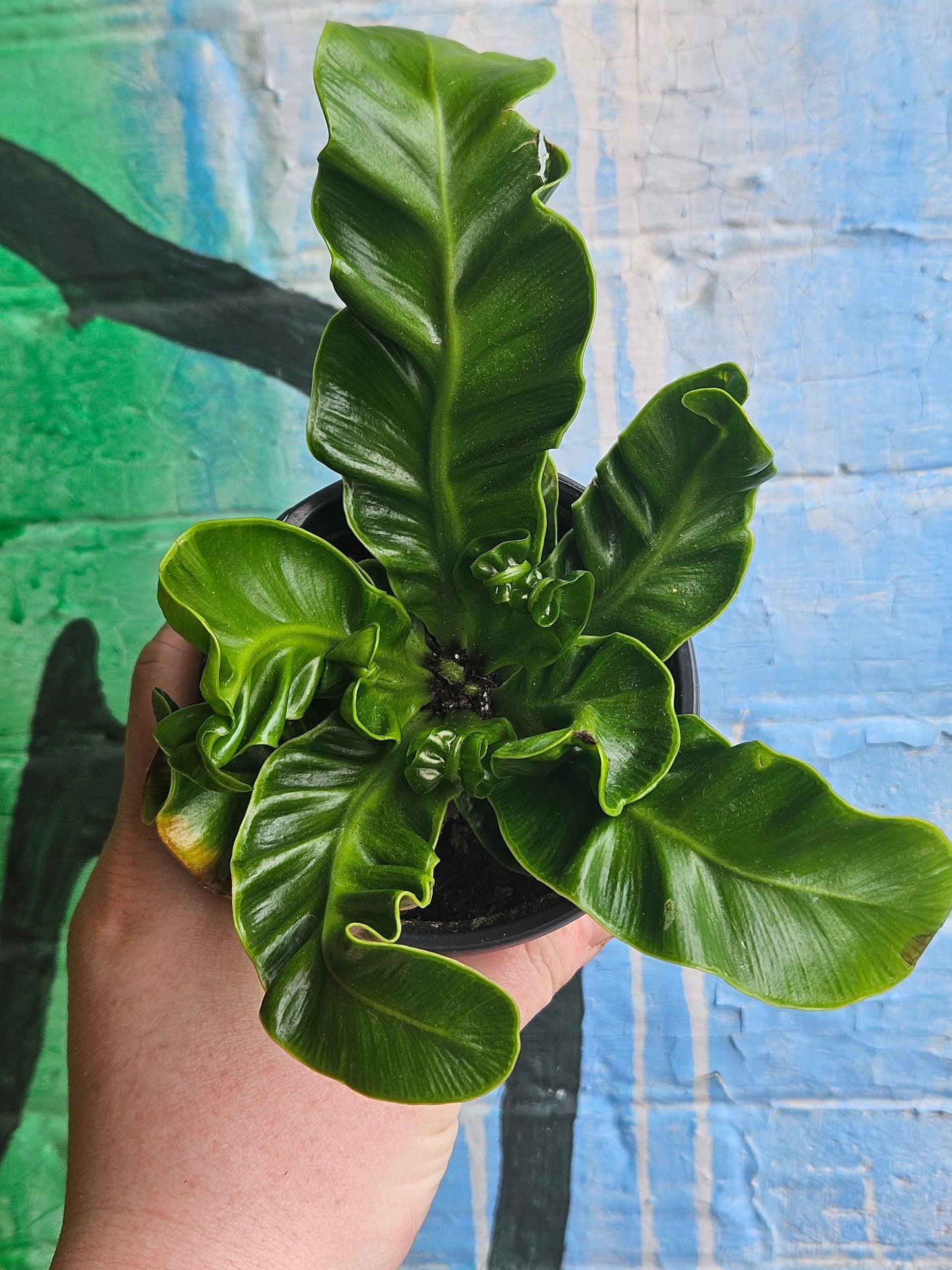 3.5 Asplenium nidus 'Cobra'