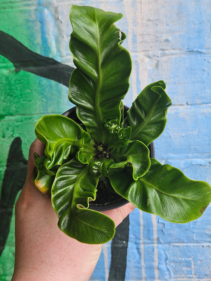 3.5 Asplenium nidus 'Cobra'