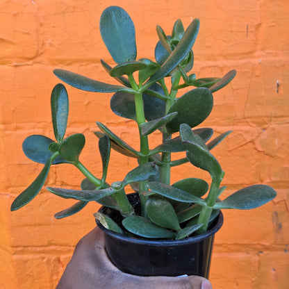 4" Jade | Crassula Ovata