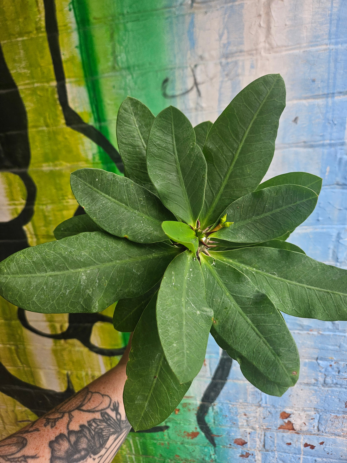 4.5" Crown of Thorns | Euphorbia Milii