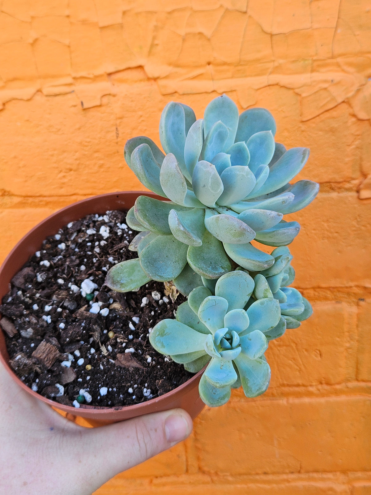 5" Echeveria Elegans