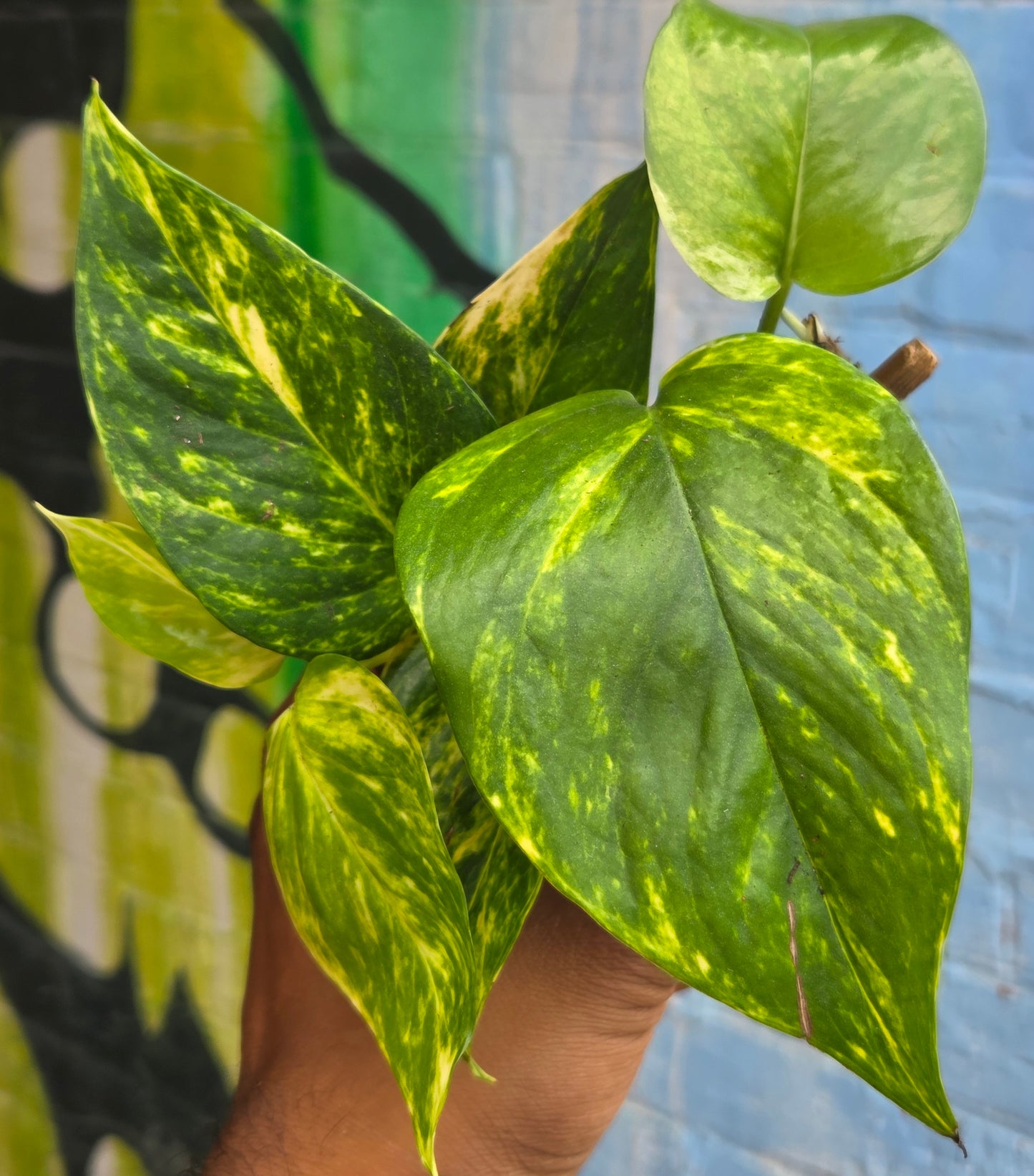 4" Hawaiian Pothos