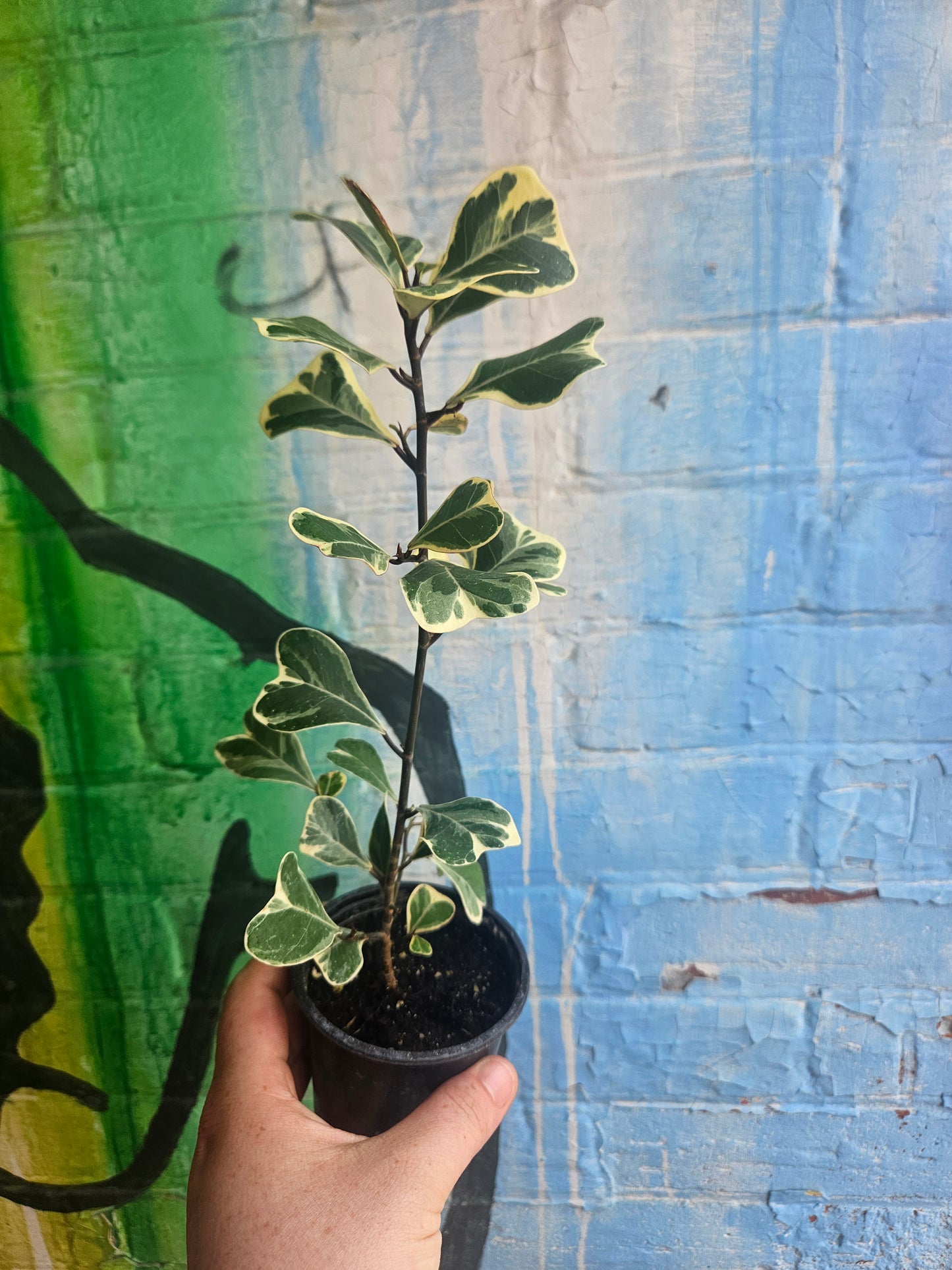 4" Ficus Triangularis Variegated