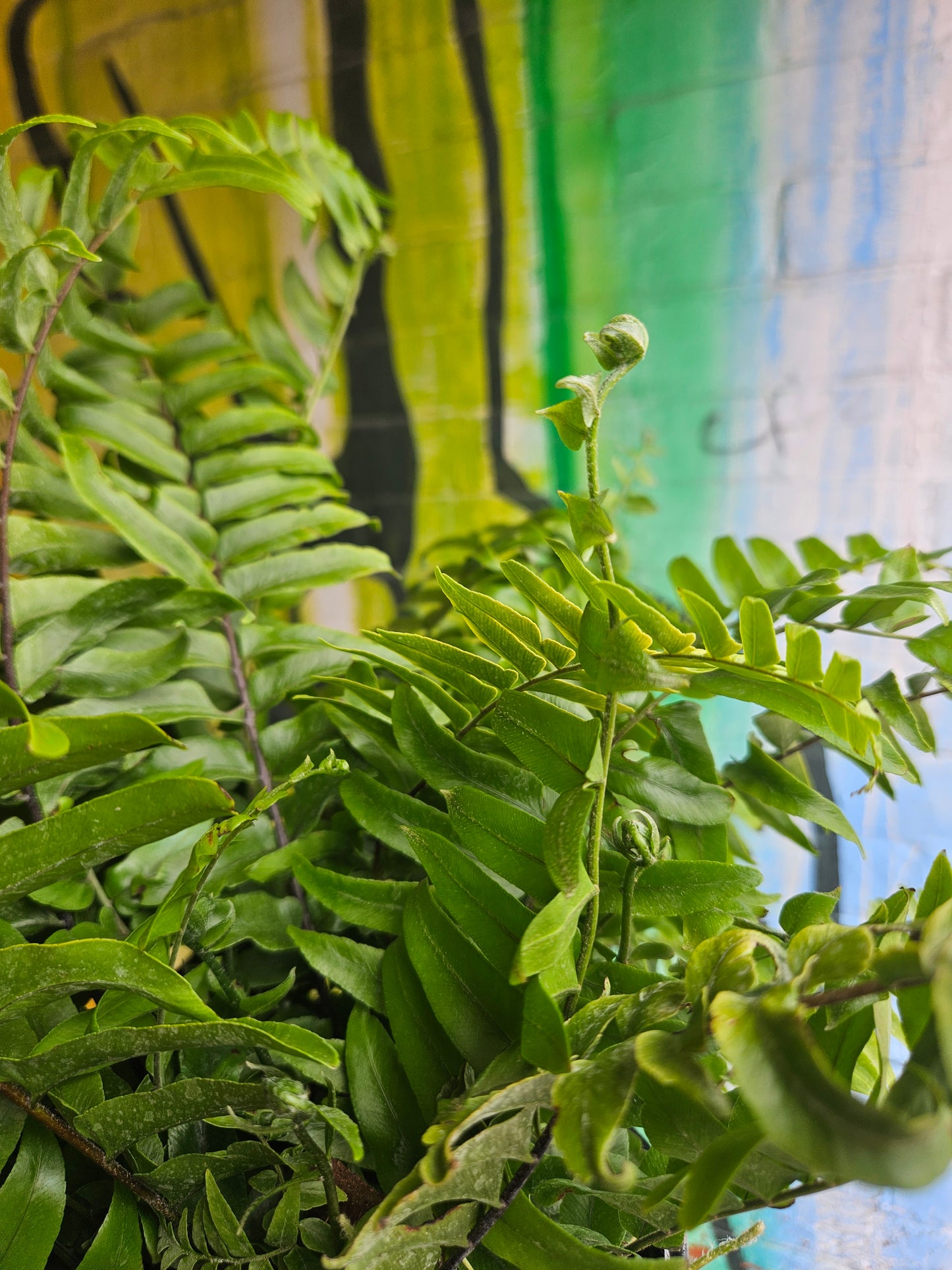 8" Macho Fern Nephrolepis biserrata