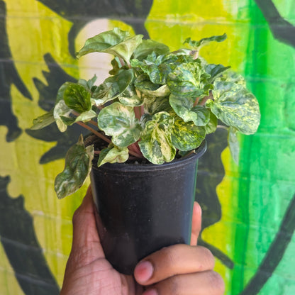 3.5" Peperomia Ripple Variegated