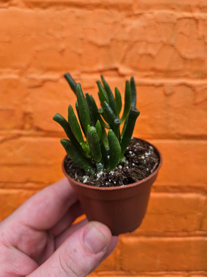 2.5" Crassula Ovata Hobbit