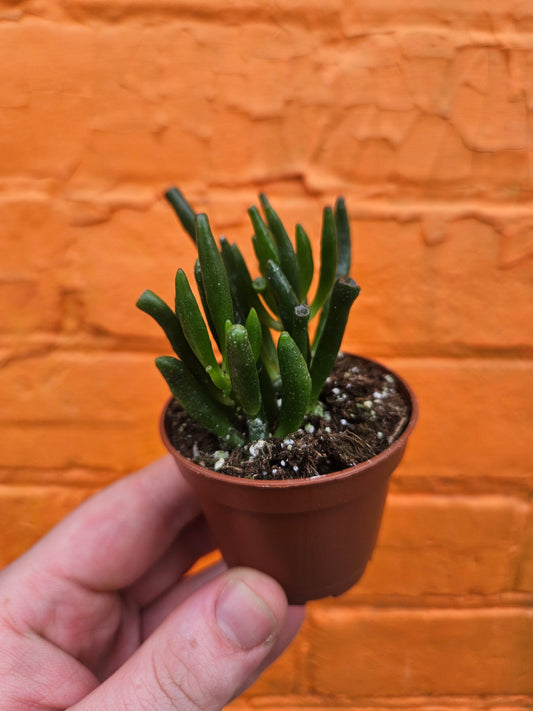 2.5" Crassula Ovata Hobbit