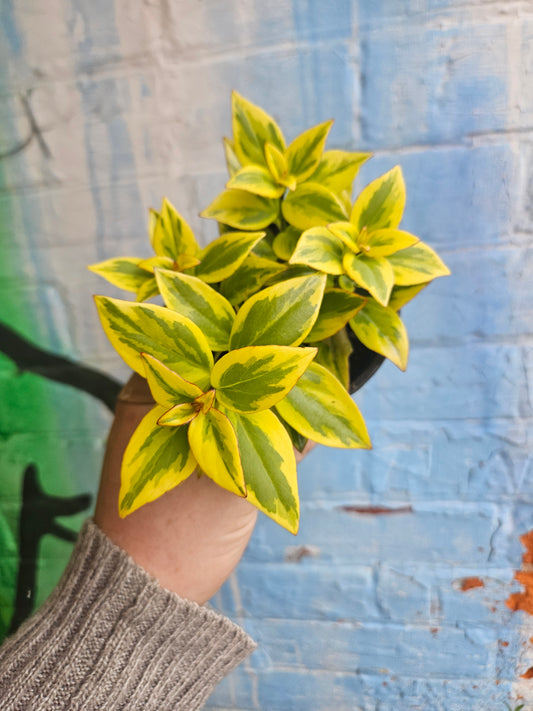 4" Nematanthus Aura Gold