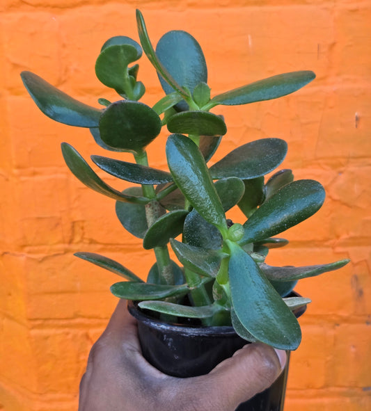 4" Jade | Crassula Ovata