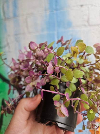 3.5" Callisia Repens Copper Jewel