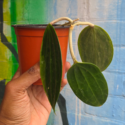 4" Hoya Macrophylla