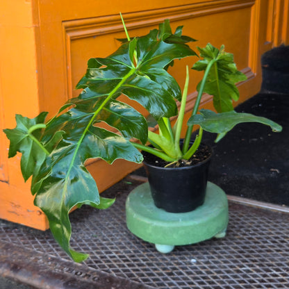 6" Philodendron Bob Cee