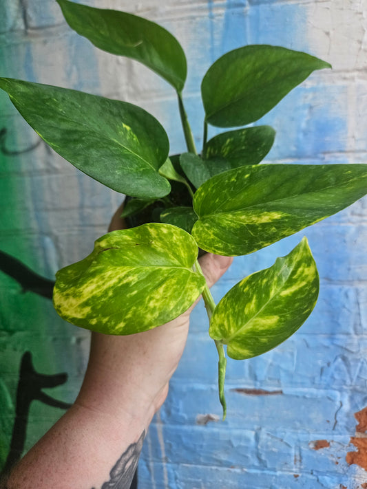 3.5" Pothos Golden