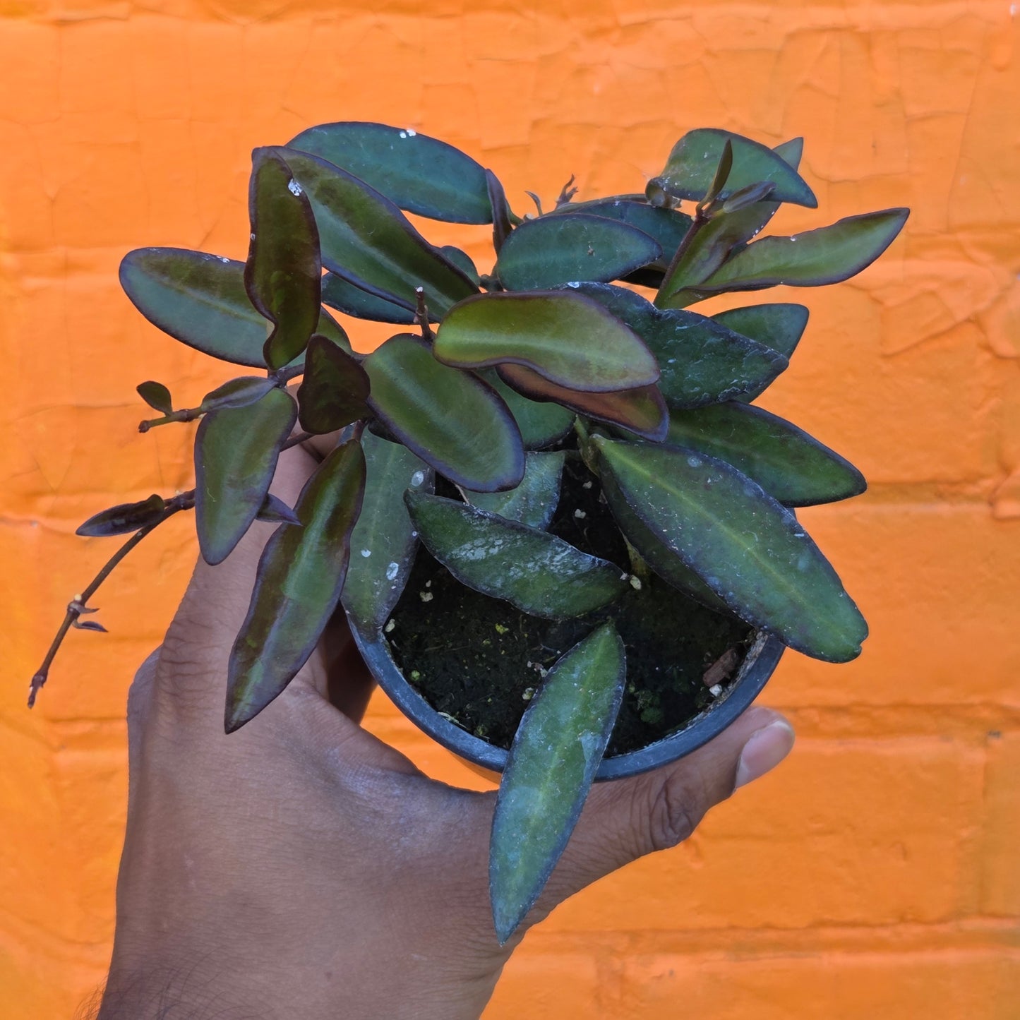 3.5" Hoya Rosita