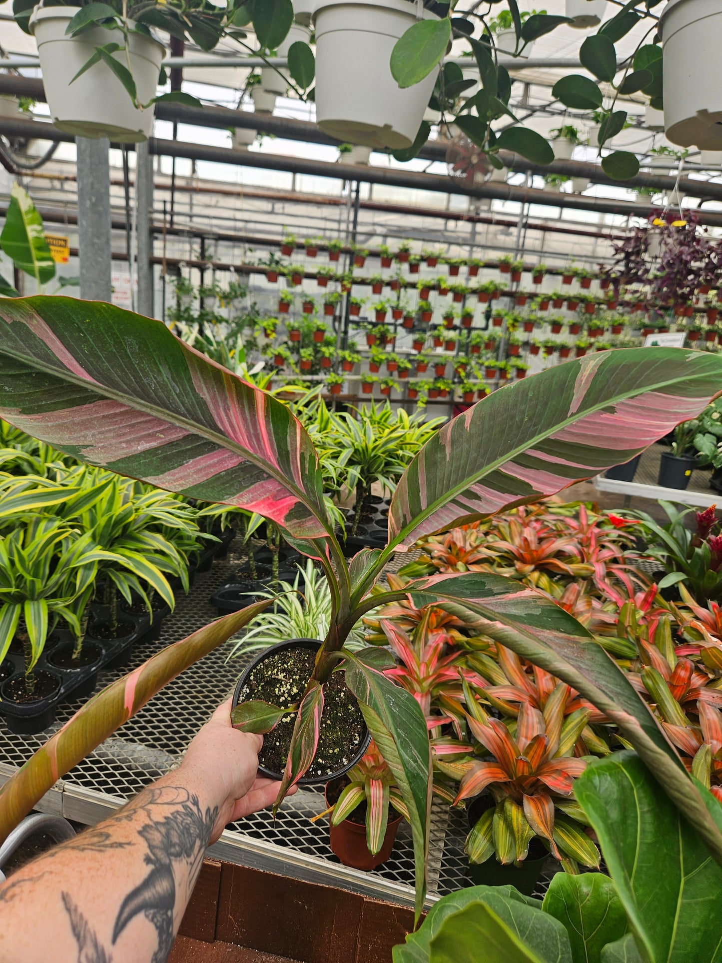6" Pink Variegated Banana Musa Nono