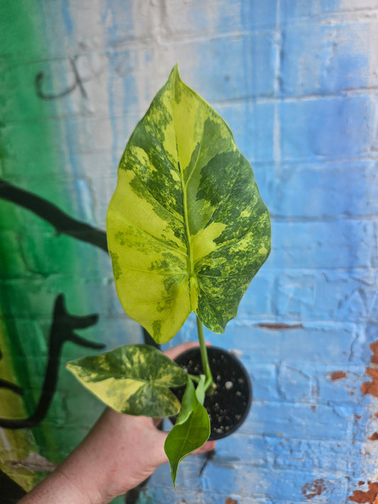 4” Alocasia Odora Yellow Variegated