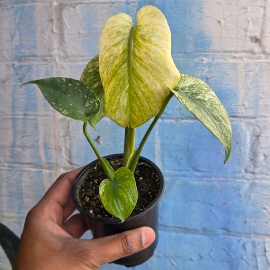 3.5” Monstera Mint