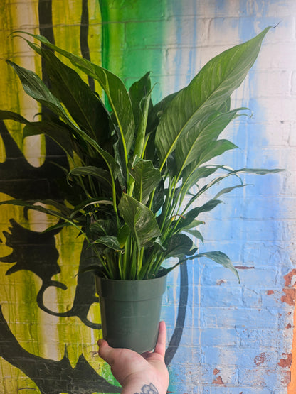 6" Spathiphyllum Domino