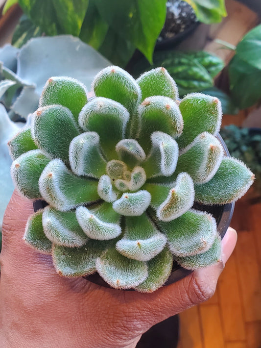 3.5" Echeveria Doris Taylor