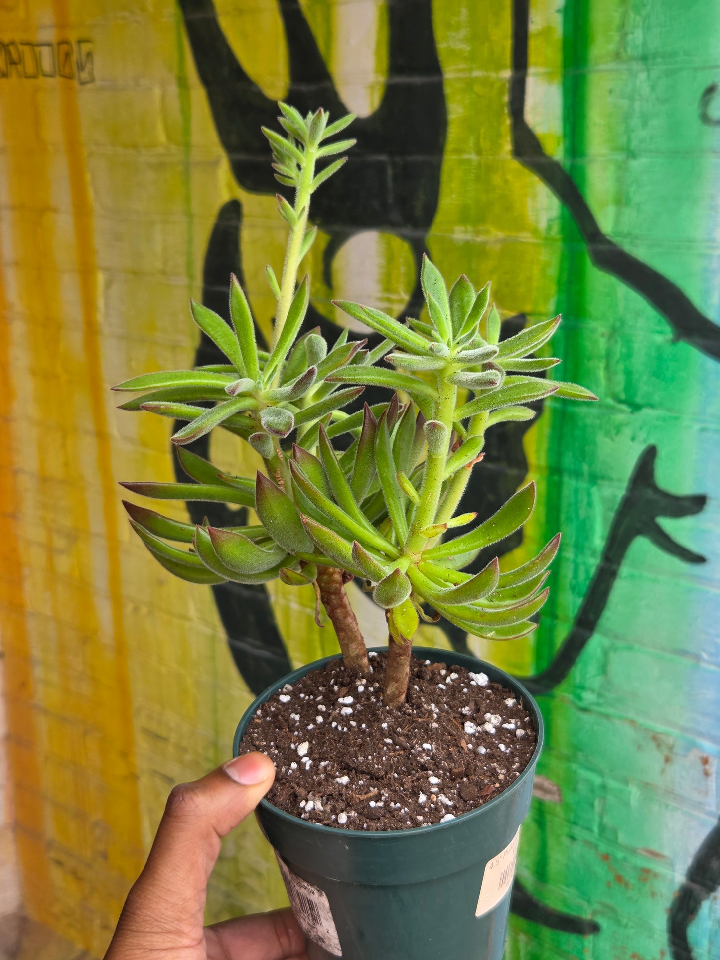 5" Echeveria Harmsii
