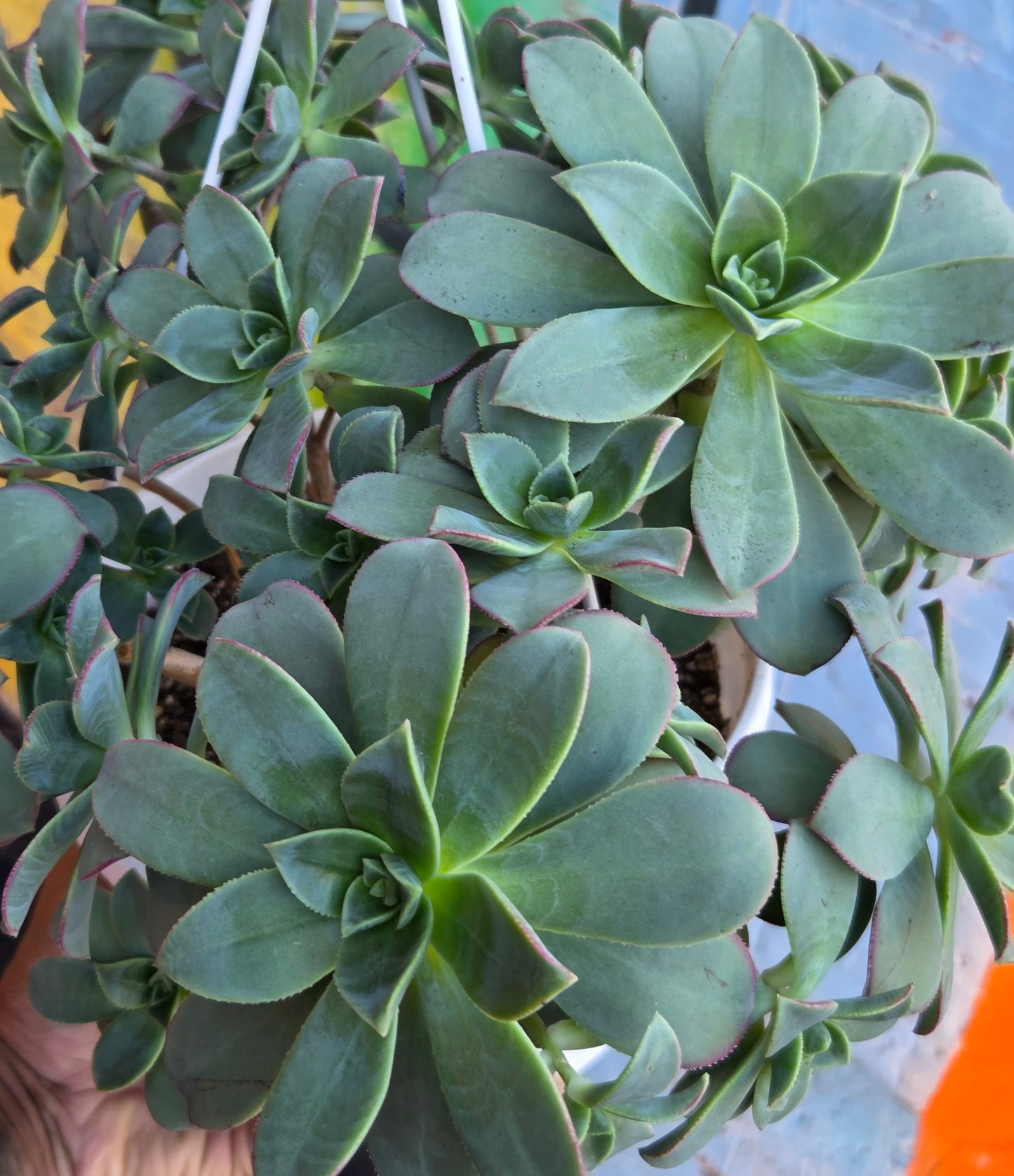 8" Aeonium haworthii Hanging Basket