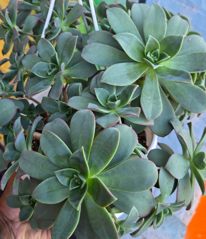 8" Aeonium haworthii Hanging Basket