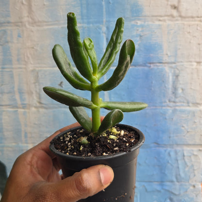 3.5" Crassula Ovata Hobbit