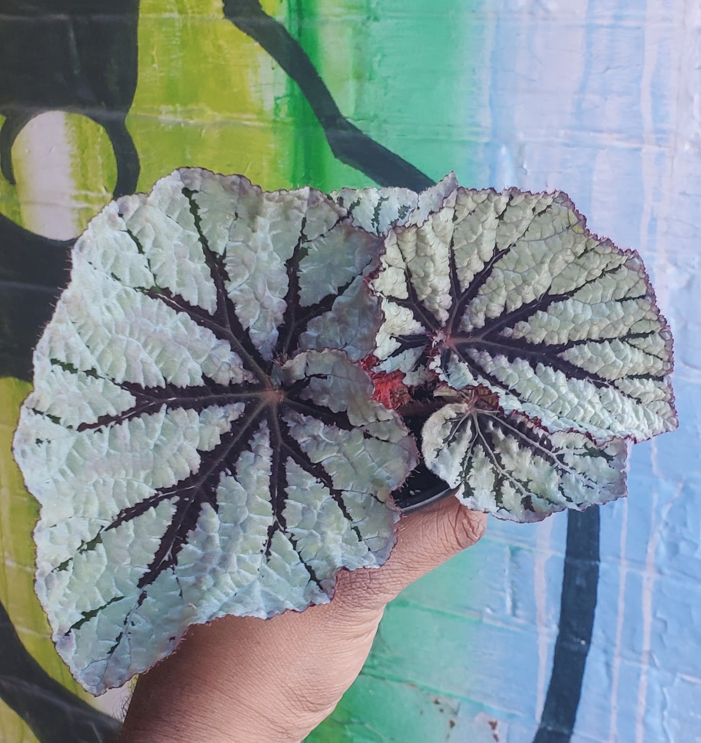 4" Begonia Rex Captain Sunda