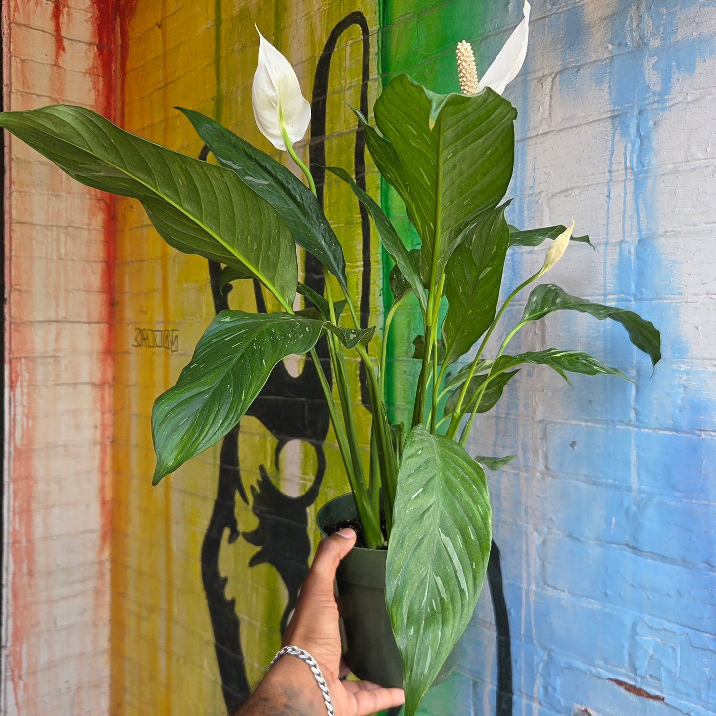 6" Spathiphyllum Domino