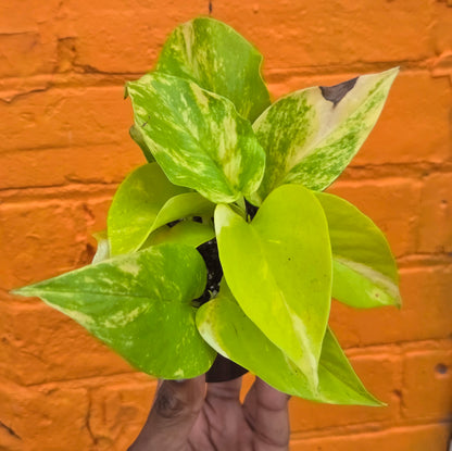 3.5” Pothos Teruno Kaguya Lemine
