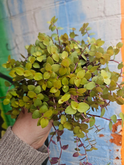 3.5" Callisia Repens Copper Jewel