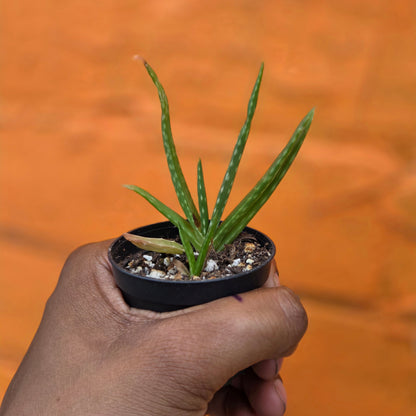 2.5" Aloe Barbadensis