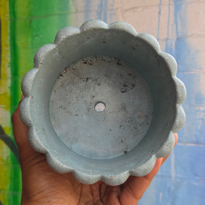 6” ‘Lady fingers' Concrete Pot Light Blue