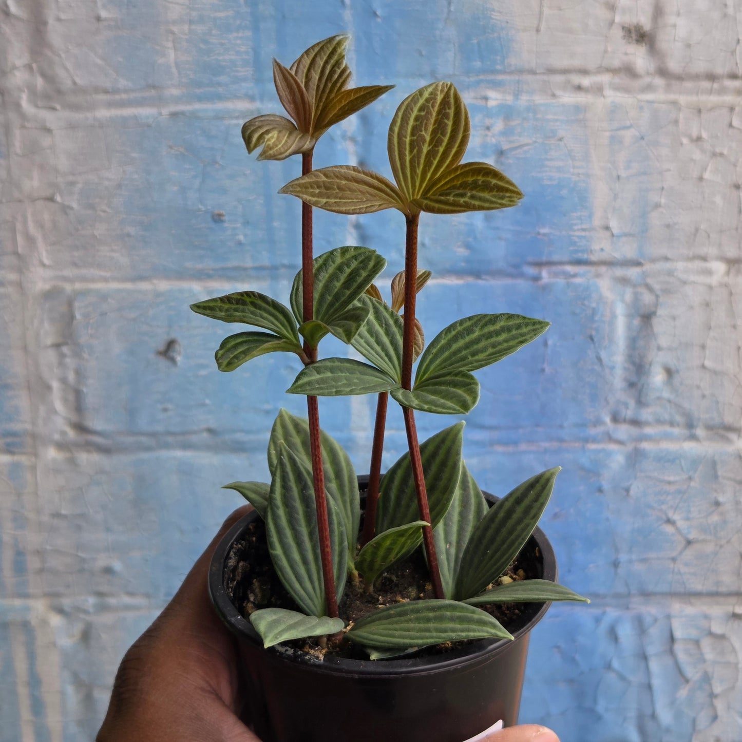 3.5" Peperomia Iron Cross