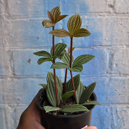 3.5" Peperomia Iron Cross