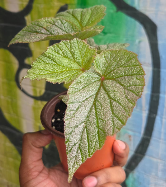 3.5" Begonia Sinbad
