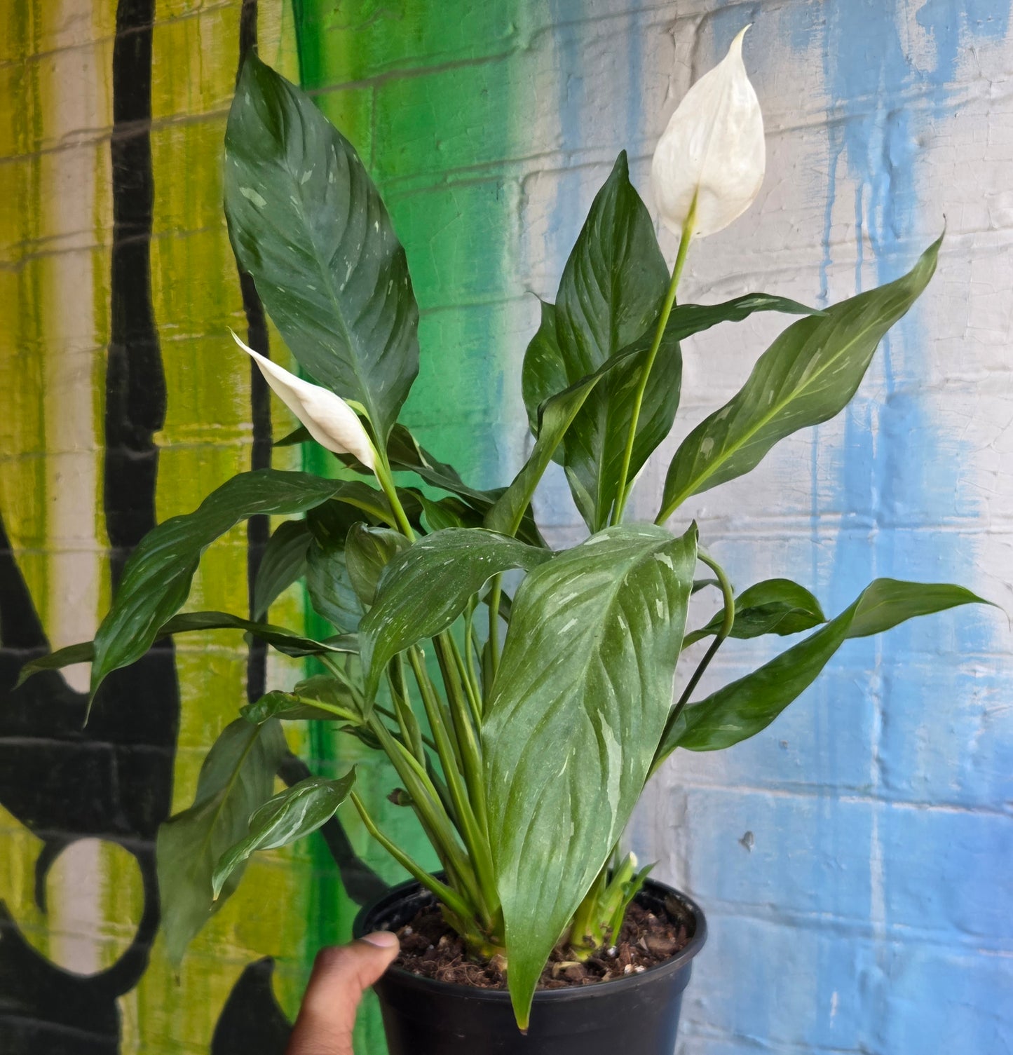 6" Spathiphyllum Domino (small)