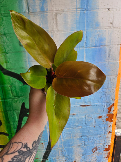3.5" Philodendron Mars