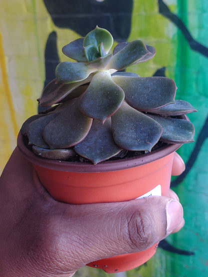 3.5" Echeveria Agavoides Mont