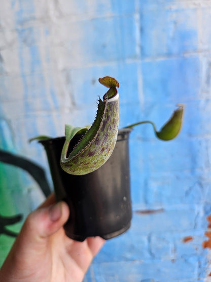 3.5" Nepenthes albomarginata | Pitcher Plant