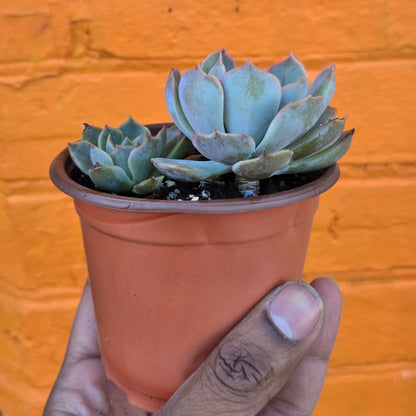 3.5” Echeveria Mensa